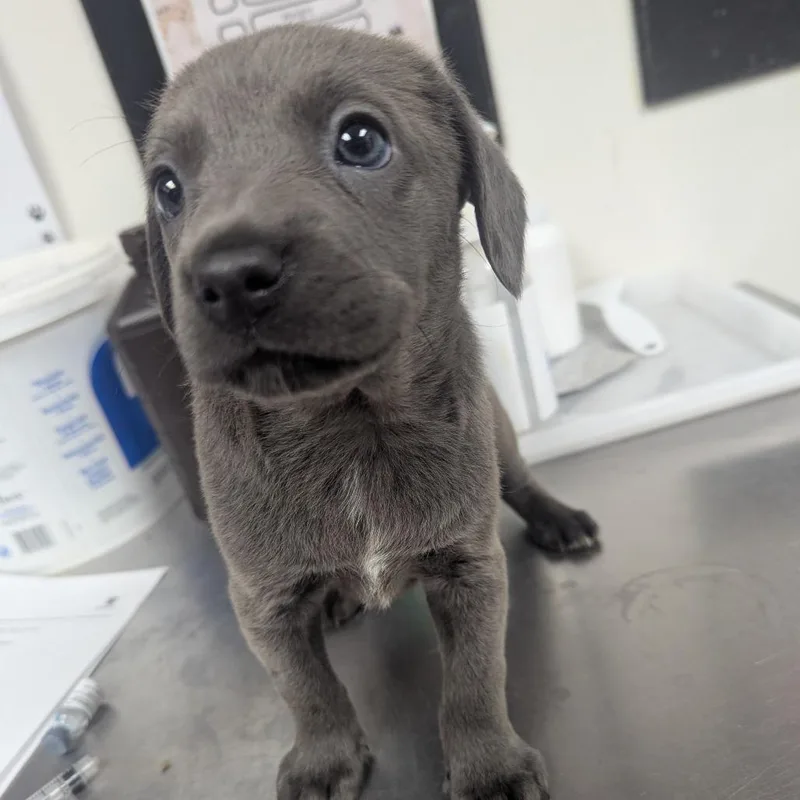 A baby small-sized female Gray / Blue / Silver Labrador Retriever dog named Marie for adoption in Parrish, AL