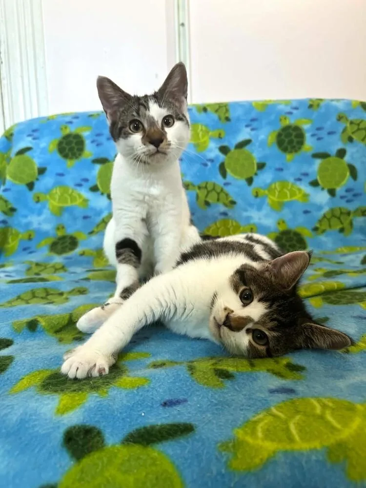 A baby medium-sized female Domestic Short Hair cat named Miss Muffet for adoption in Elmsford, NY