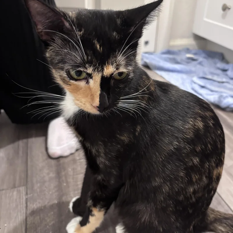 A young medium-sized female Calico Domestic Short Hair cat named Harper for adoption in Liverpool, TX