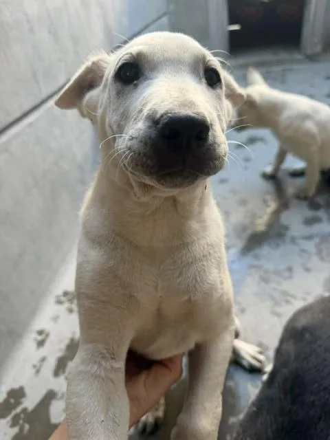 A baby small-sized male Labrador Retriever dog named Boston for adoption in Los Angeles, CA