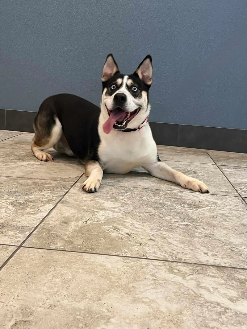 A young large-sized male Shepherd dog named Apocalypse for adoption in Old Westbury, NY