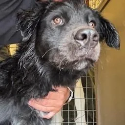 An adult small-sized male Black Labrador Retriever dog named Jenkins for adoption in Bernalillo, NM