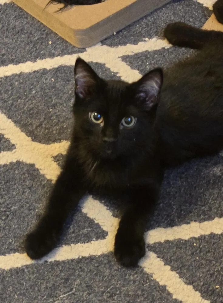 A baby small-sized male Domestic Short Hair cat named Spidey for adoption in Omaha, NE