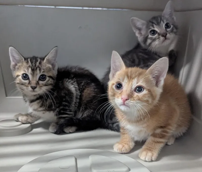 A baby small-sized male Tabby (Orange / Red) Domestic Short Hair cat named Solar for adoption in Evansville, IN