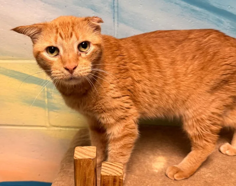 An adult medium-sized male Domestic Short Hair cat named Clyde for adoption in Defiance, OH