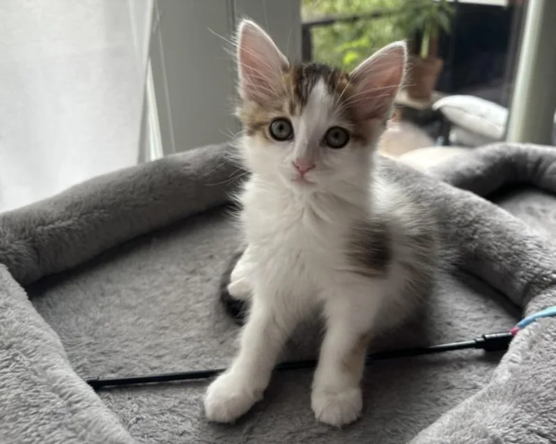 A baby small-sized female Domestic Medium Hair cat named Maya for adoption in Santa Cruz, CA