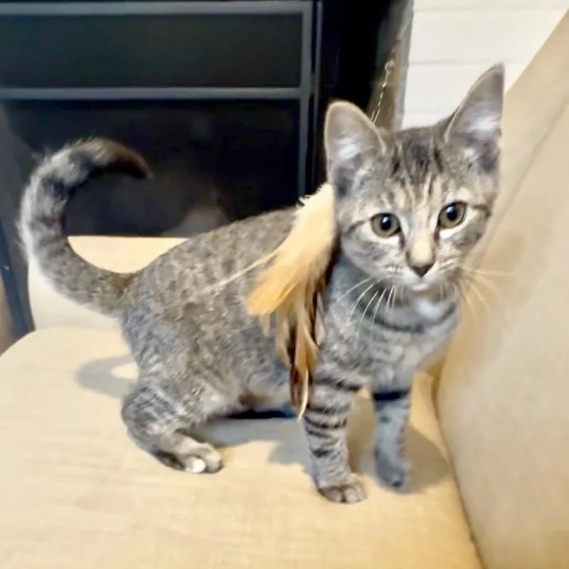 A baby medium-sized male Tabby (Gray / Blue / Silver) Domestic Short Hair cat named Glenda for adoption in Richmond, VA