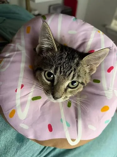 A young medium-sized male Domestic Short Hair cat named Easton for adoption in Anna, TX