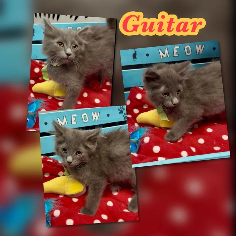 A baby small-sized male Domestic Long Hair cat named Guitar for adoption in Blountville, TN
