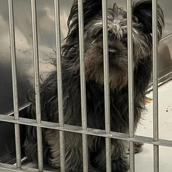 An adult small-sized female Black Mixed Breed dog named Fluffy Frontier Pharmacist for adoption in Davenport, IA