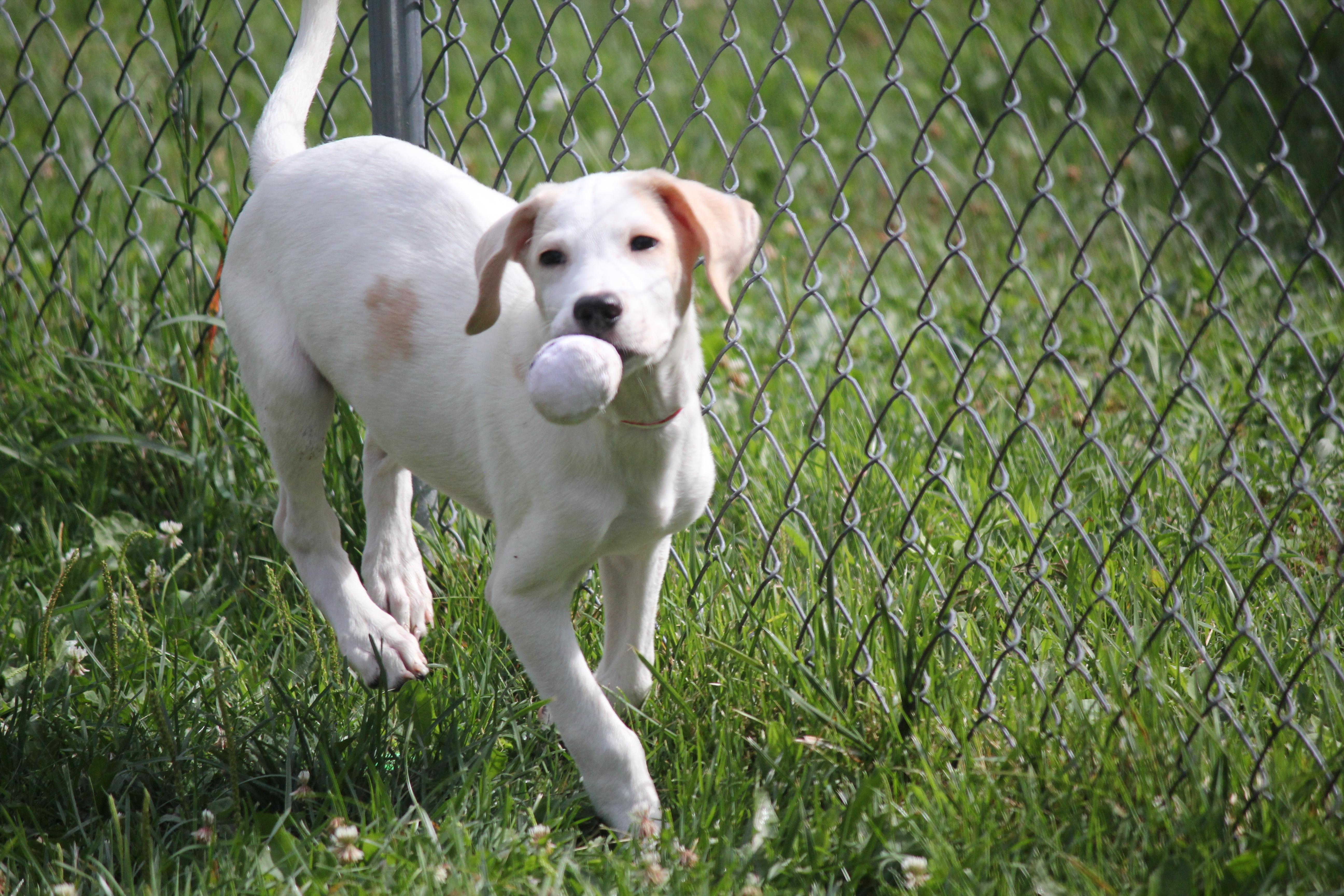Pyrenees Mix puppies