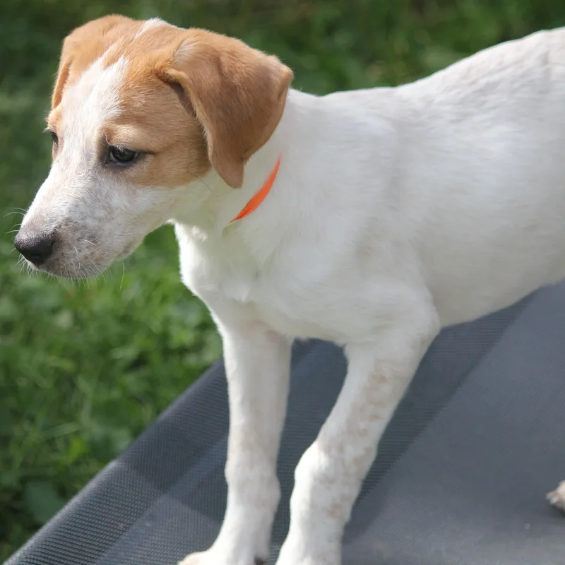 Pyrenees Mix puppies thumbnail 2