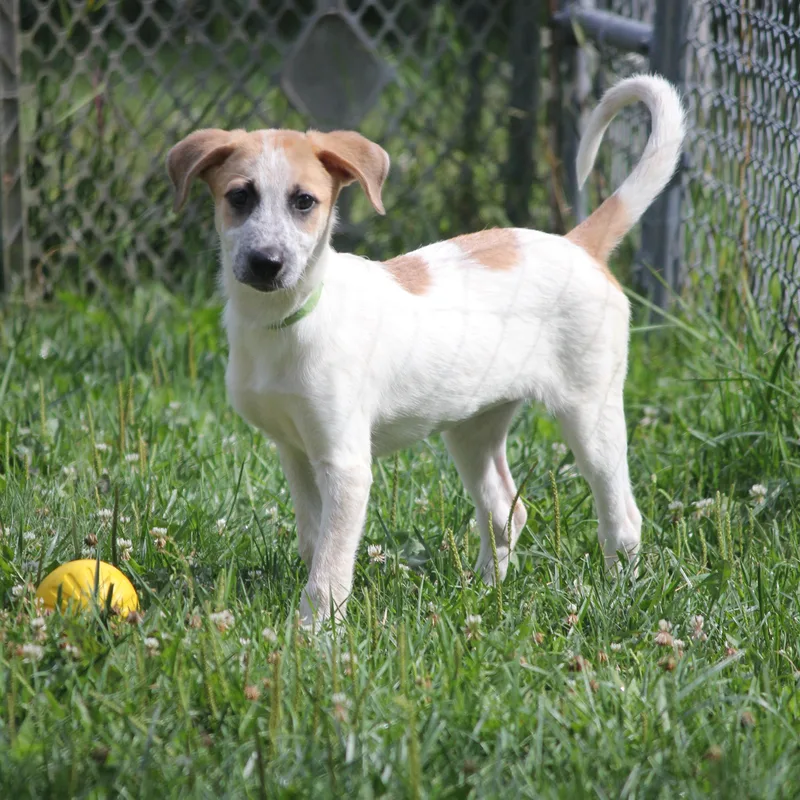 Pyrenees Mix puppies thumbnail 3