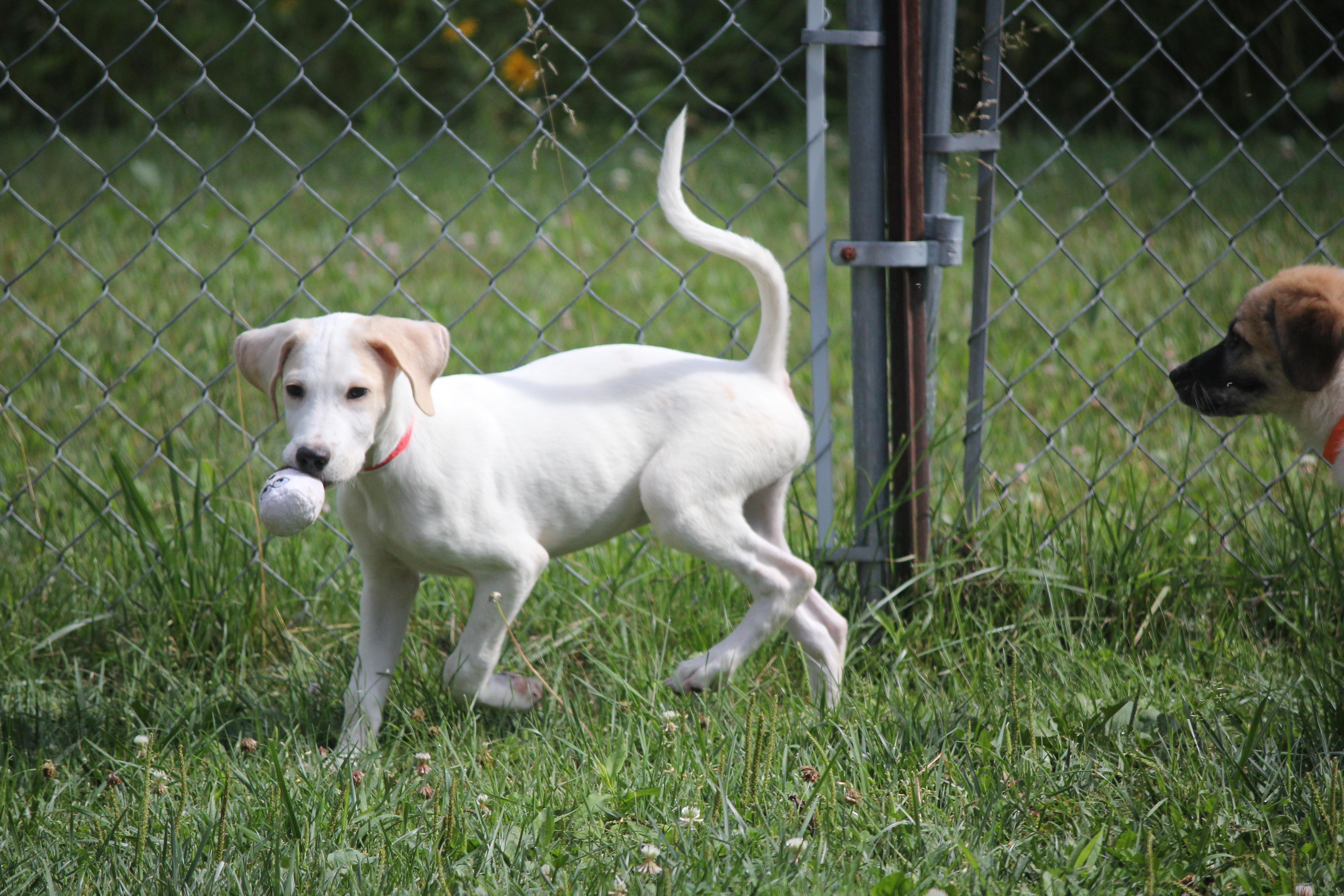 Pyrenees Mix puppies thumbnail 4