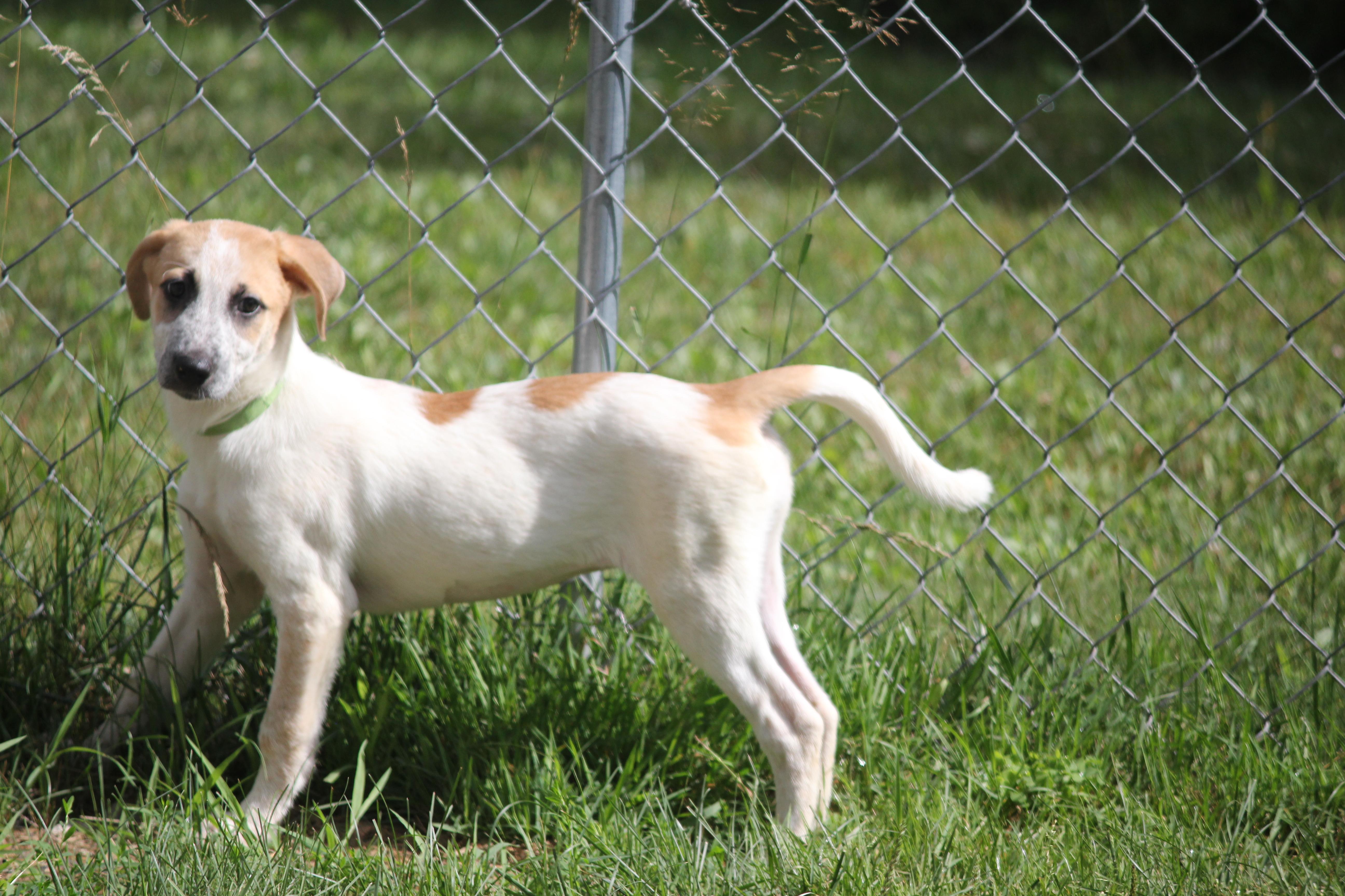Pyrenees Mix puppies thumbnail 5
