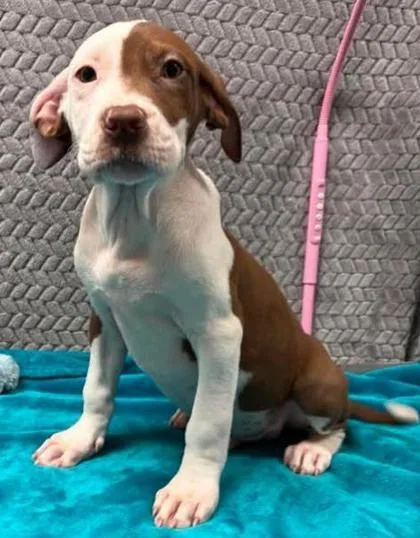 A baby small-sized male Mixed Breed dog named Cinnamon for adoption in Lampasas, TX