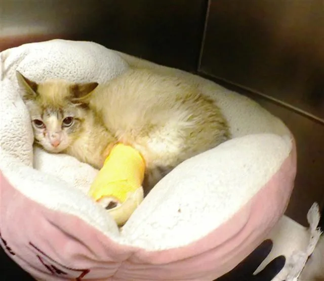 A young small-sized male Domestic Short Hair cat named Finnegan for adoption in Omaha, NE