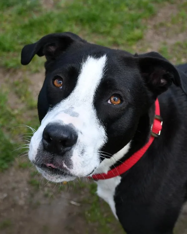 An adult large-sized male Pit Bull Terrier dog named Niles for adoption in Stratham, NH