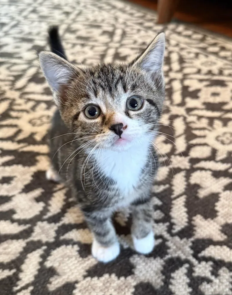 A baby medium-sized female Tabby (Brown / Chocolate) Domestic Short Hair cat named Wren & Sparrow for adoption in Mendham, NJ