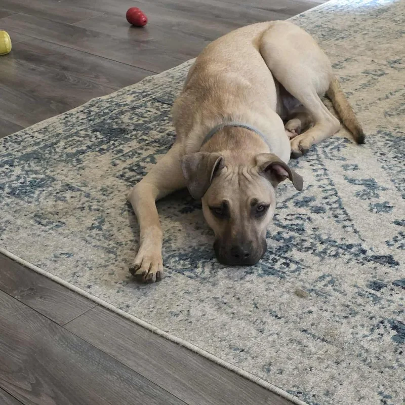 Charlie Bean thumbnail 3