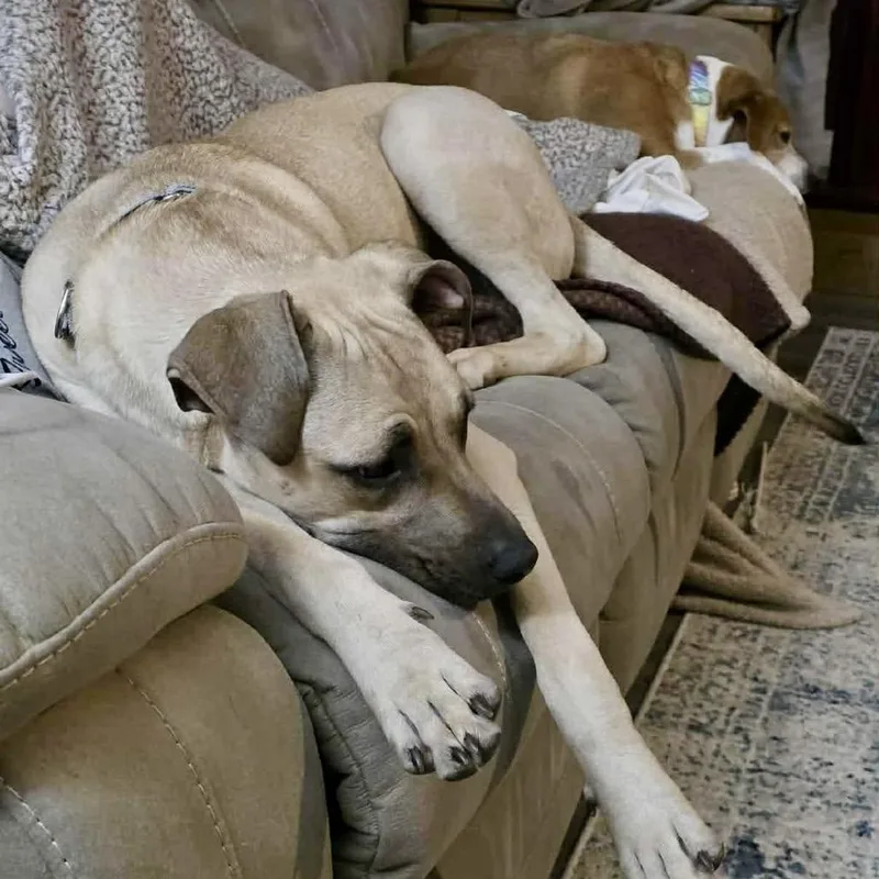 Charlie Bean thumbnail 5