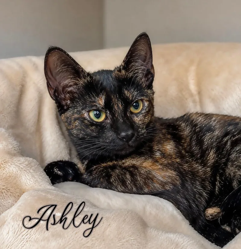A baby small-sized female Domestic Short Hair cat named Ashley for adoption in Fort Lauderdale, FL