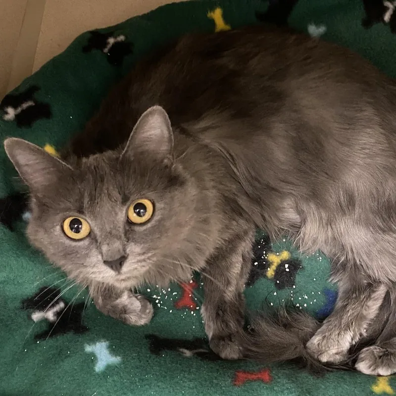 A young medium-sized female Domestic Short Hair cat named Ophelia for adoption in Pagosa Springs, CO