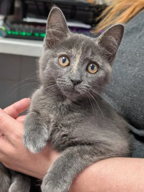 A baby small-sized female Domestic Short Hair cat named Angel for adoption in Canfield, OH