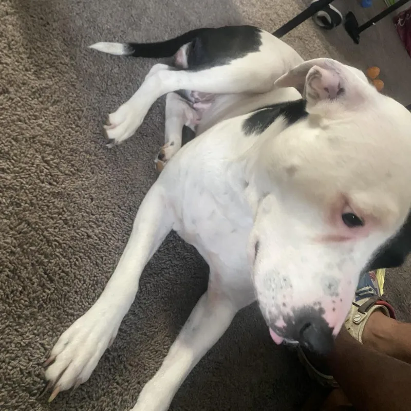 An adult medium-sized female White / Cream Mixed Breed dog named India for adoption in Philadelphia, PA
