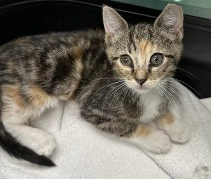 A young small-sized female Domestic Short Hair cat named Sierra for adoption in Phoenix, AZ