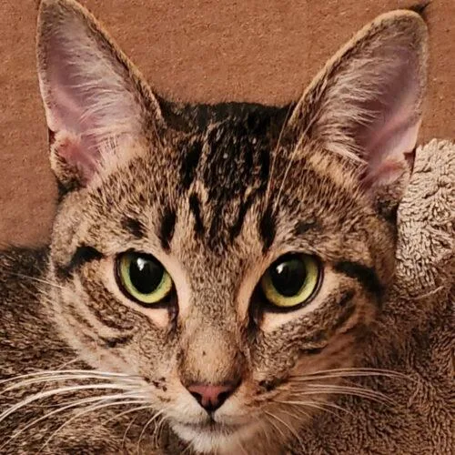 A baby small-sized female Tabby (Brown / Chocolate) Tabby cat named Abbey for adoption in Gilbert, AZ