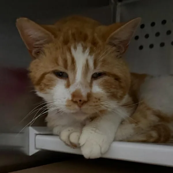 An adult small-sized male Domestic Short Hair cat named Gus for adoption in Des Moines, IA