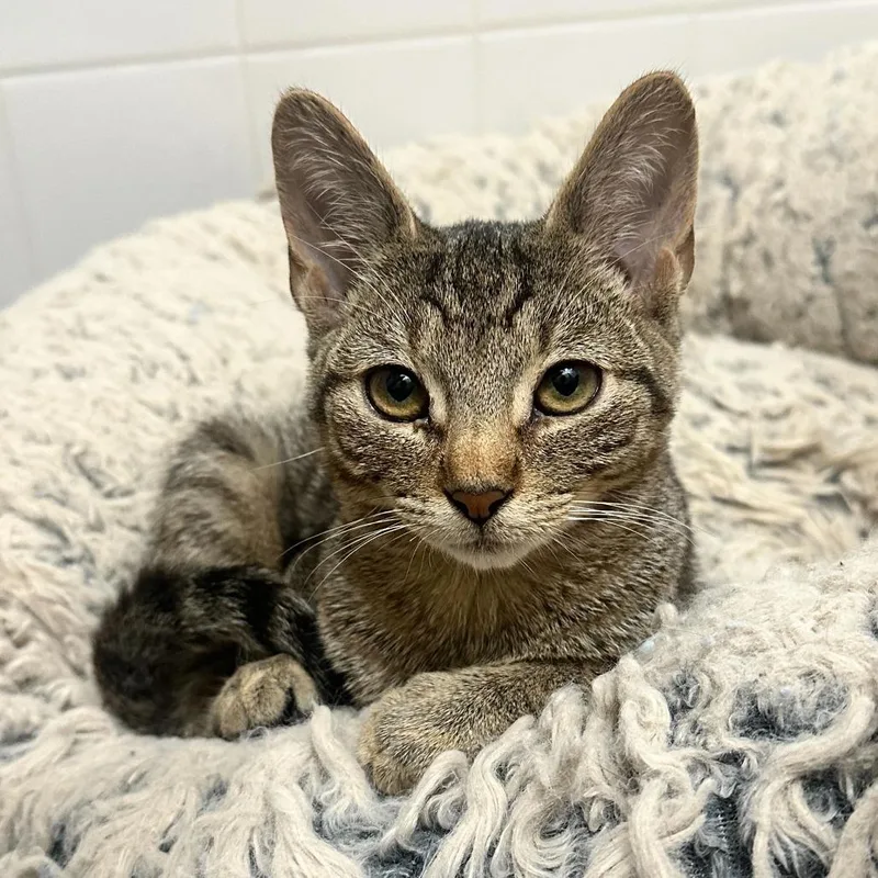 A young small-sized male Brown / Chocolate Domestic Short Hair cat named Dune for adoption in New York, NY