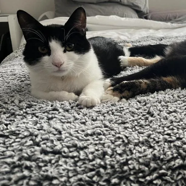 An adult medium-sized female Black Domestic Short Hair cat named Pippin for adoption in Long Beach, CA