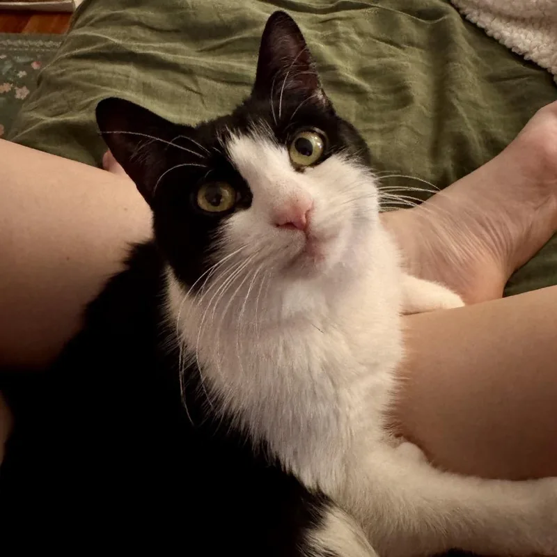 Pippin thumbnail 2