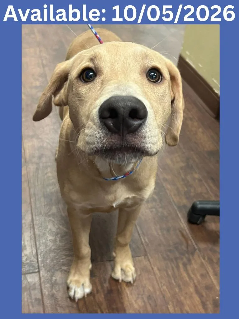 A baby large-sized male Labrador Retriever dog named Dog Kennel  Cooper for adoption in Greenville, TX