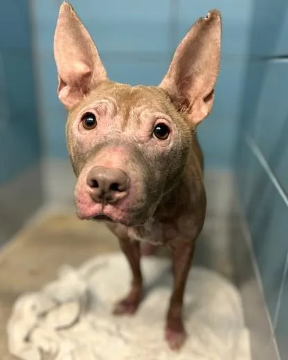 An adult small-sized female American Staffordshire Terrier dog named Sassy for adoption in Houston, TX