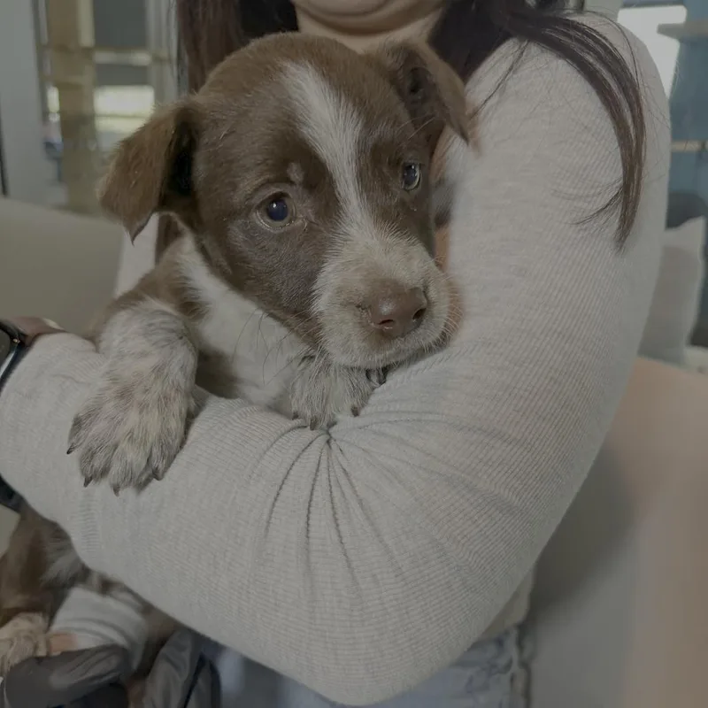 A baby small-sized male Brown / Chocolate Shepherd dog named Bearbear for adoption in Palm Springs, CA