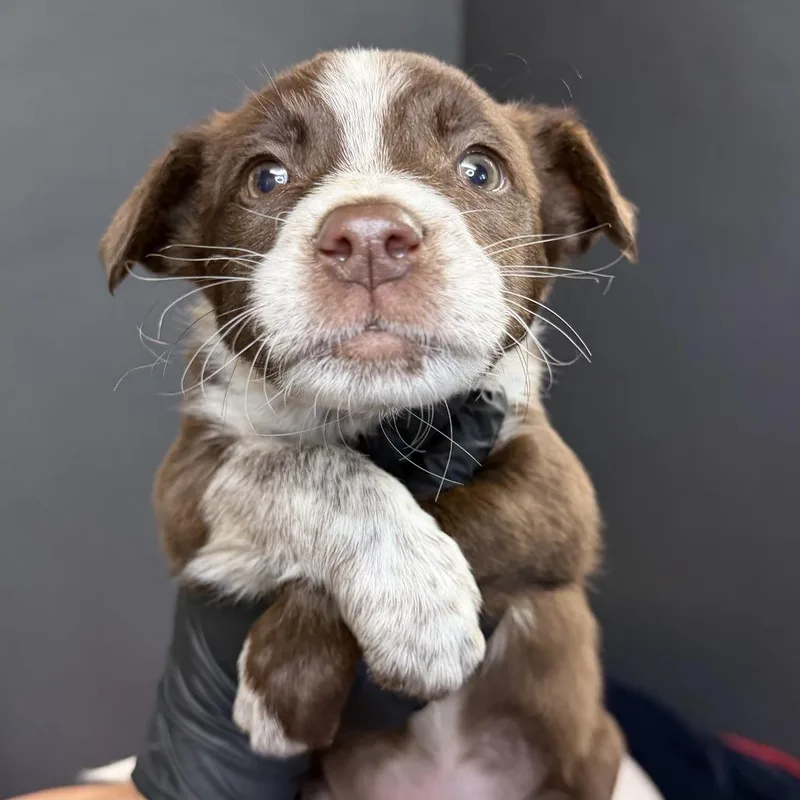 Bearbear thumbnail 2