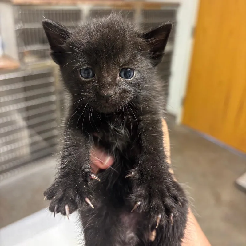 A baby small-sized male Black Domestic Short Hair cat named Brisket for adoption in Ottawa, KS