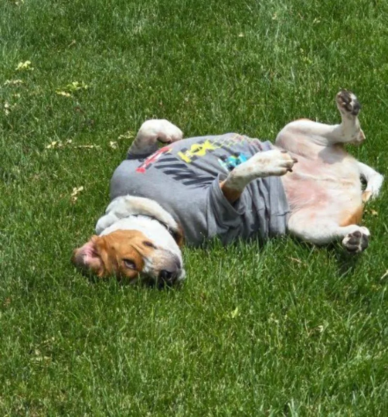An adult large-sized male Beagle dog named Dudley for adoption in Columbia, IL
