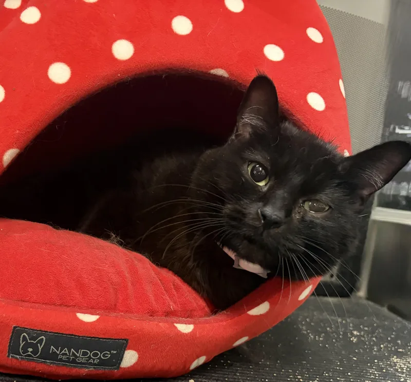 An adult medium-sized female Domestic Short Hair cat named Meeshka for adoption in Melbourne, AR