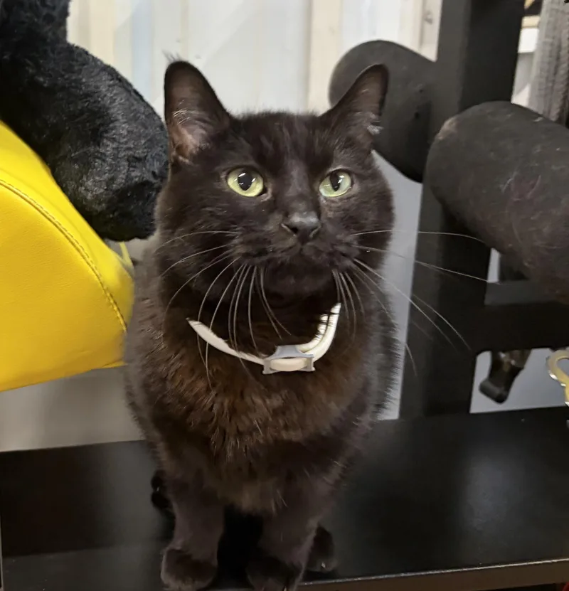Meeshka thumbnail 3