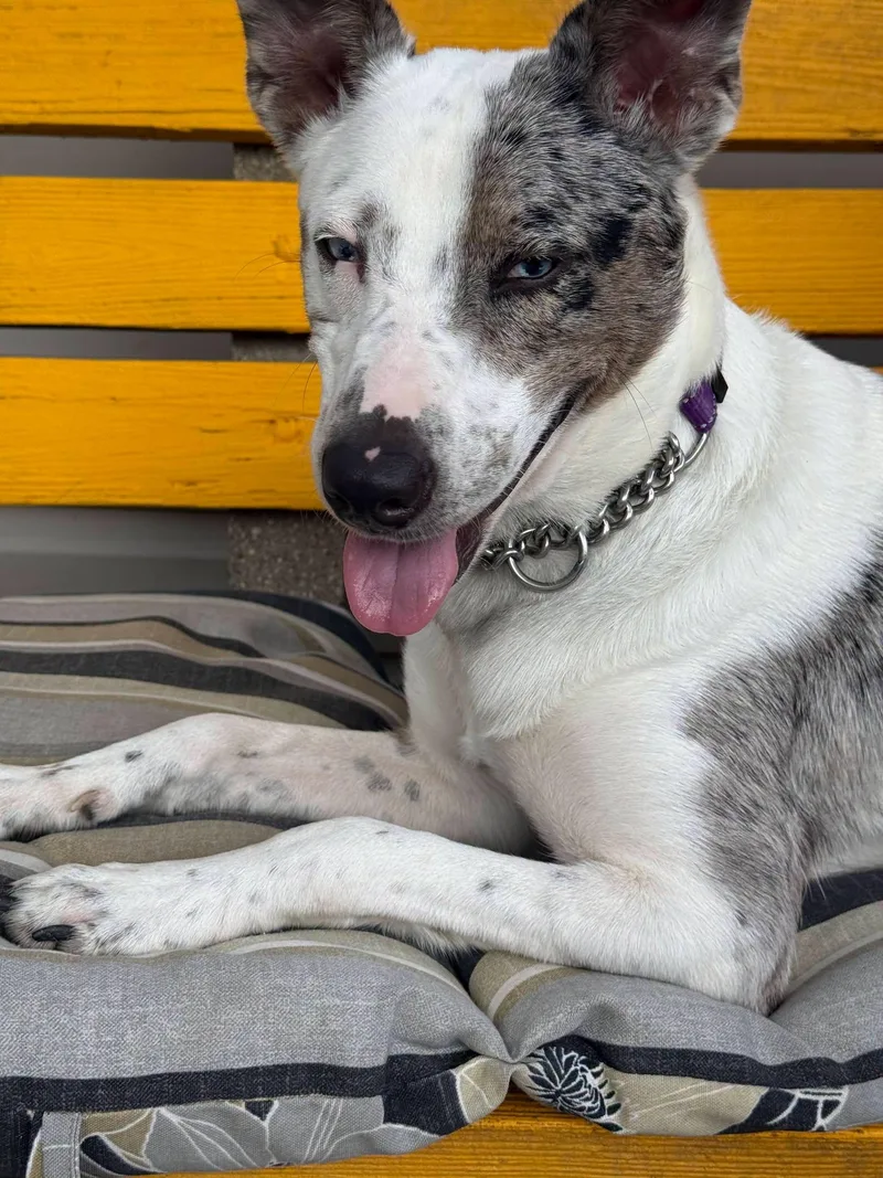 A young medium-sized female Merle (Blue) Catahoula Leopard Dog dog named Mona Lisa for adoption in Amelia, OH