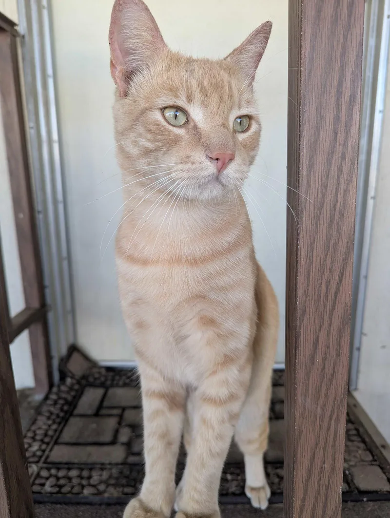 An adult medium-sized male Domestic Short Hair cat named Buddy for adoption in Riverside, CA