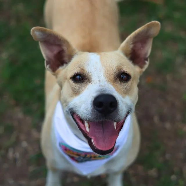 A young medium-sized female American Staffordshire Terrier dog named Jenny for adoption in San Antonio, TX