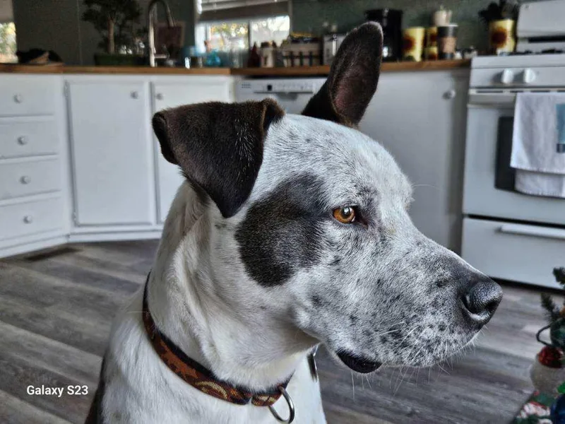 An adult medium-sized male Harlequin Pit Bull Terrier dog named Snickers for adoption in Sonora, CA