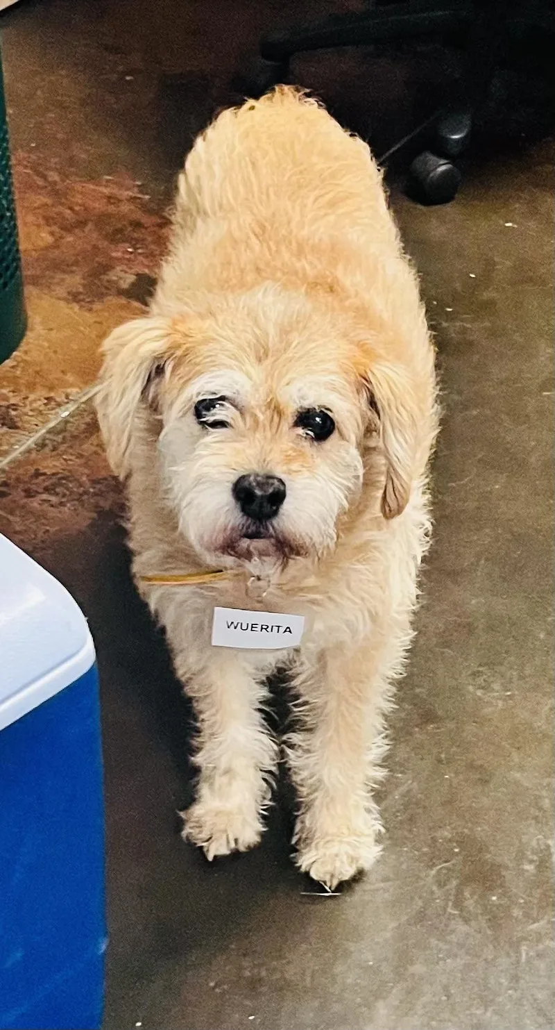 An adult medium-sized female Apricot / Beige Terrier dog named Wuerita for adoption in Council Bluffs, IA