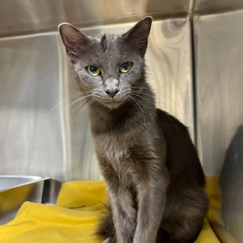 A young medium-sized female Gray / Blue / Silver Domestic Medium Hair cat named Spooky Scary Sandwich for adoption in Austin, TX