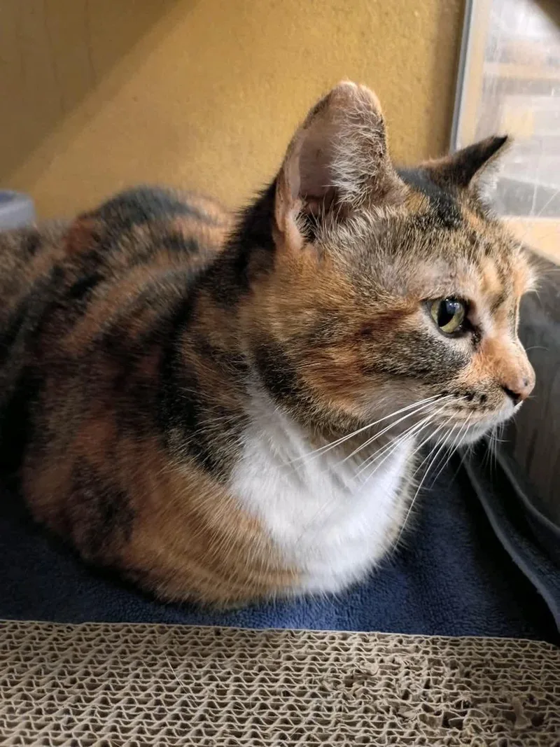 A senior large-sized female Calico Domestic Short Hair cat named Magpie for adoption in Austin, TX